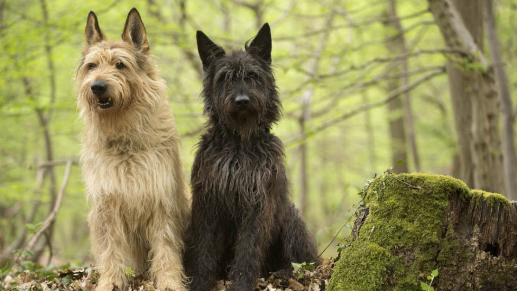 условия содержания собаки породы пикардийская овчарка