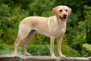 A Labrador dog