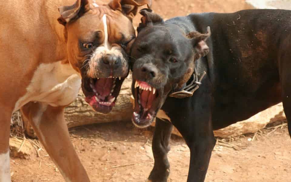 dogs fighting