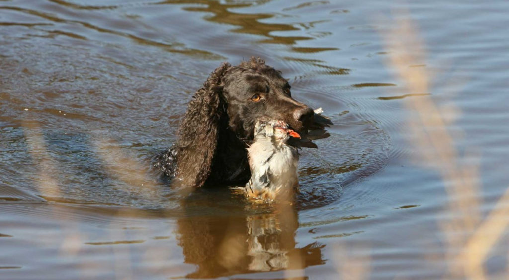 Американский водяной спаниель