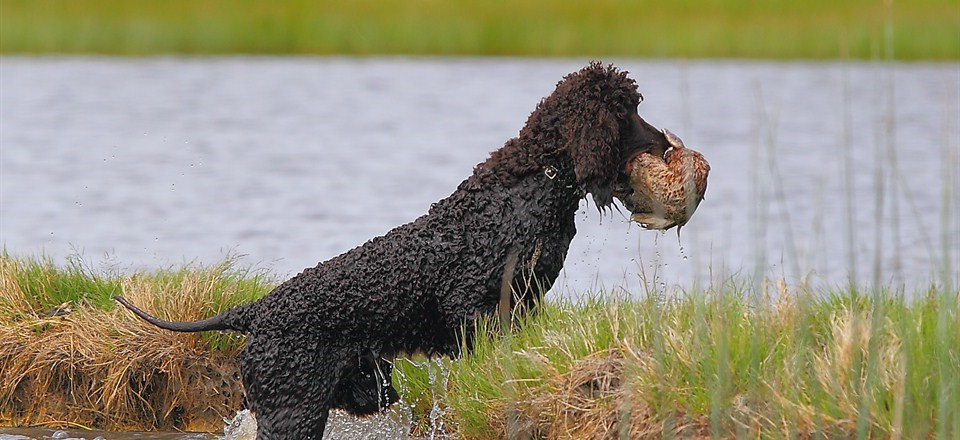 Ирландский водяной спаниель