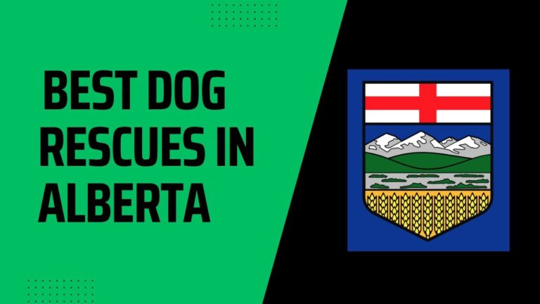 15 Best Dog Rescues in Alberta