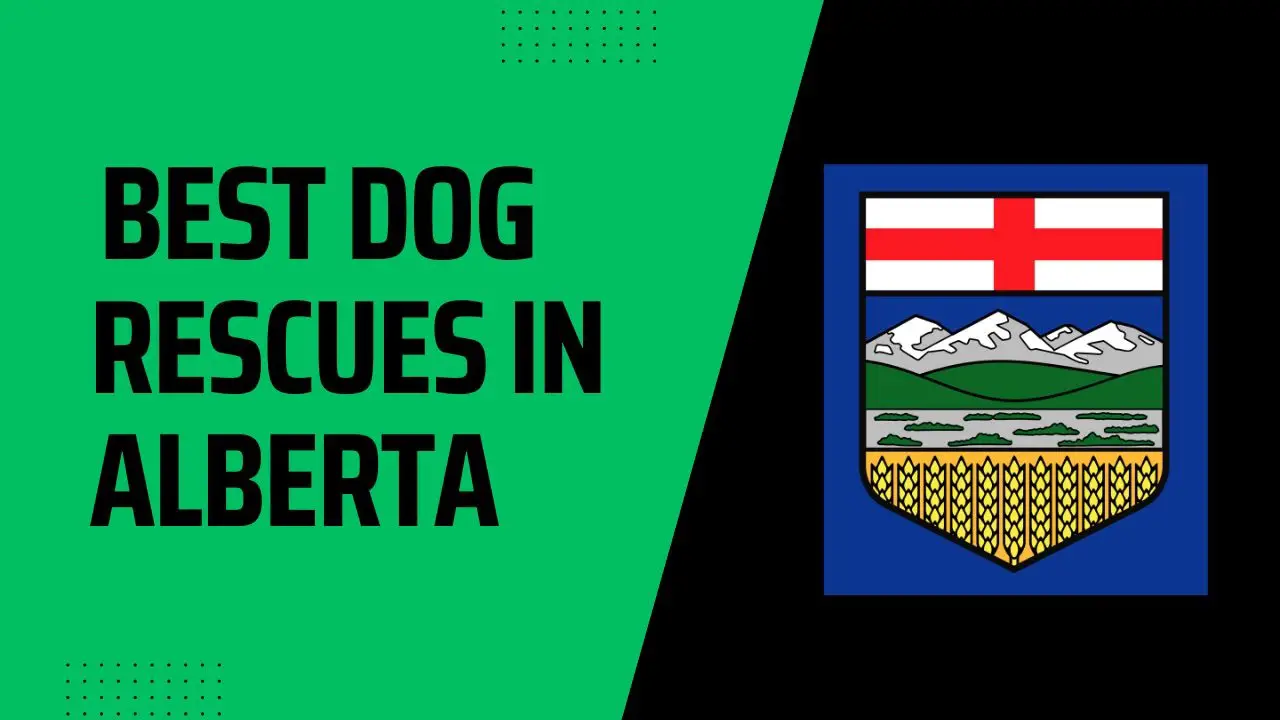 Best Dog Rescues in Alberta