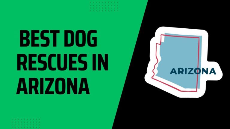 5 Best Dog Rescues In Arizona