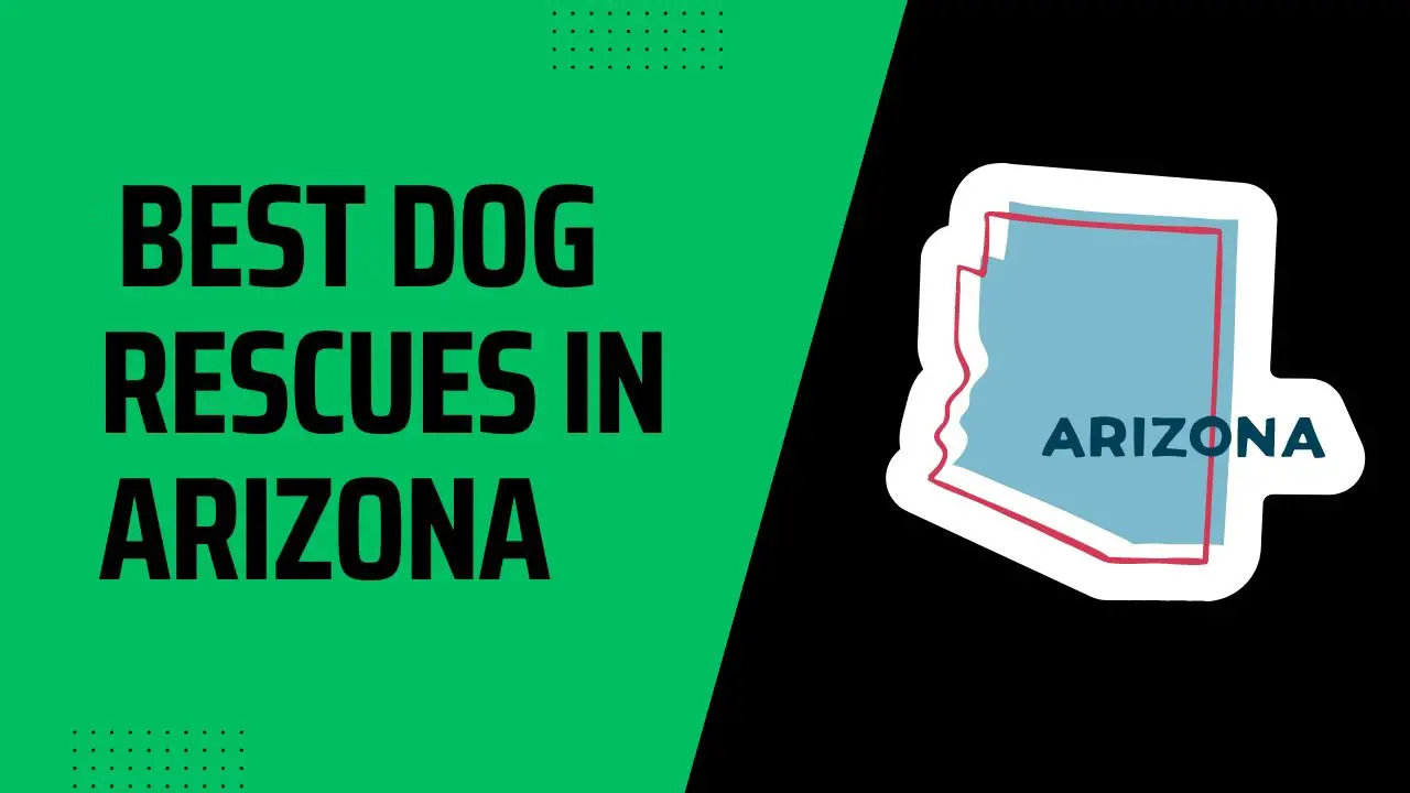 Best Dog Rescues In Arizona