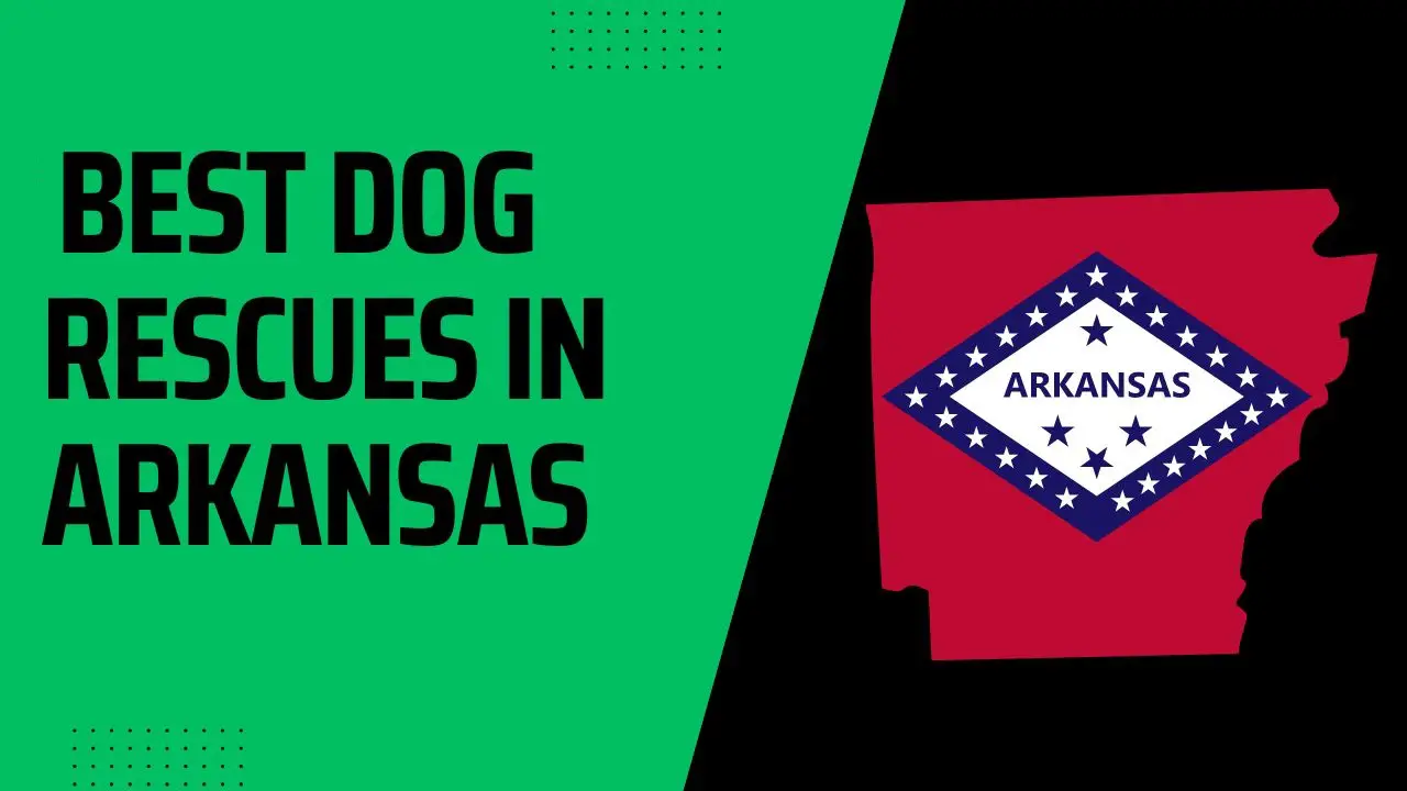 Best Dog Rescues In Arkansas