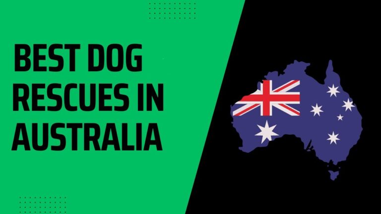 7 Best Dog Rescues In Australia
