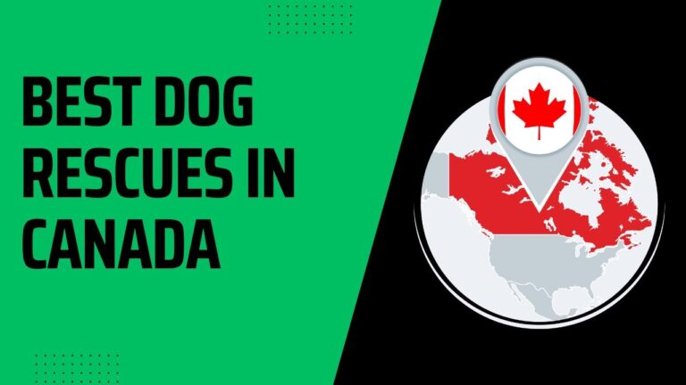 10 Best Dog Rescues In Canada