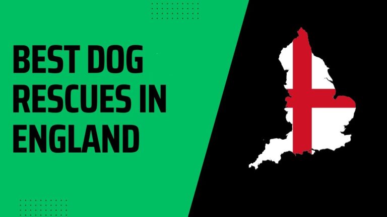 10 Best Dog Rescues In England