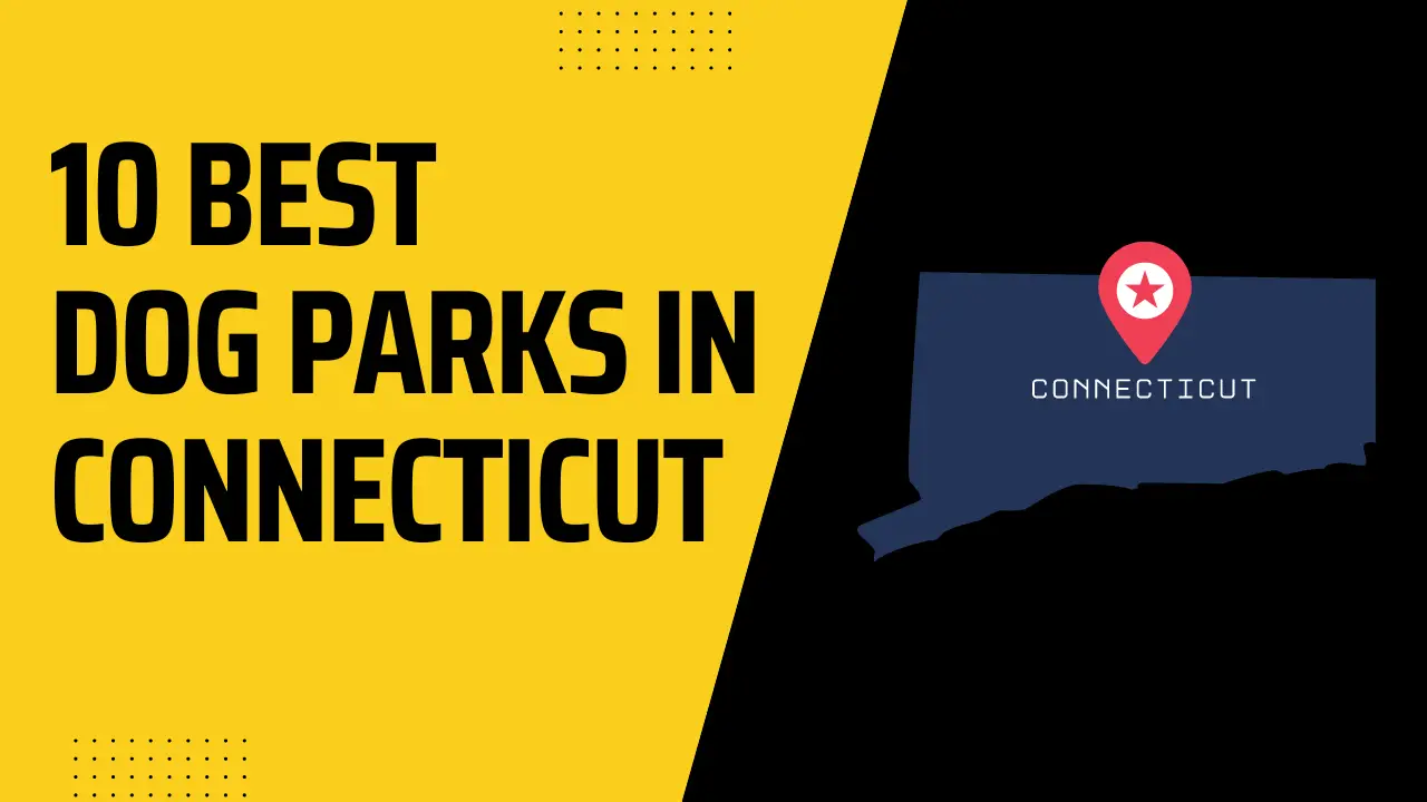10 Best Dog Parks In Connecticut