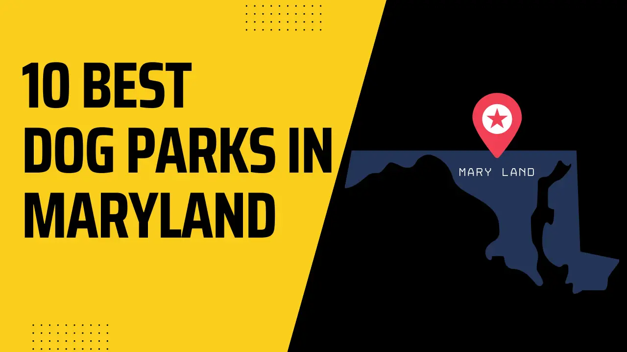 Best Dog Parks In Maryland