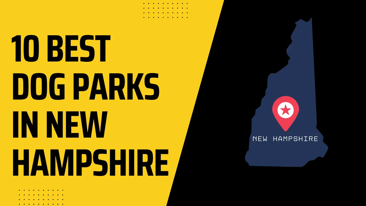Best Dog Parks In New Hampshire