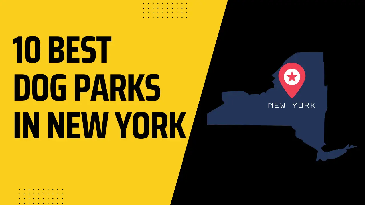 Best Dog Parks In New York City