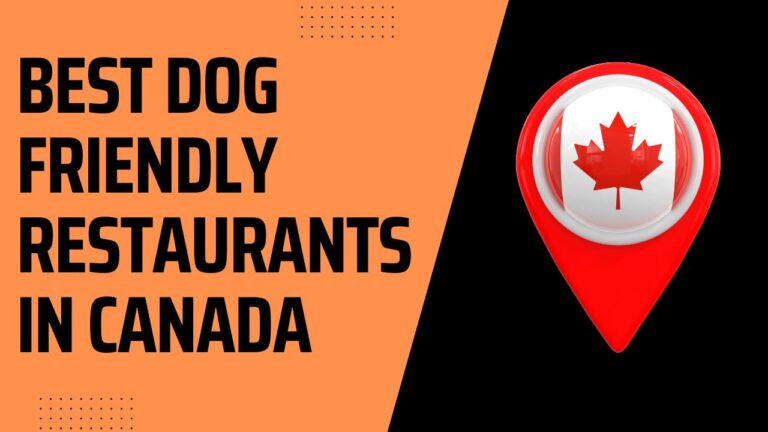 9 Best Dog Friendly Restaurants In Canada