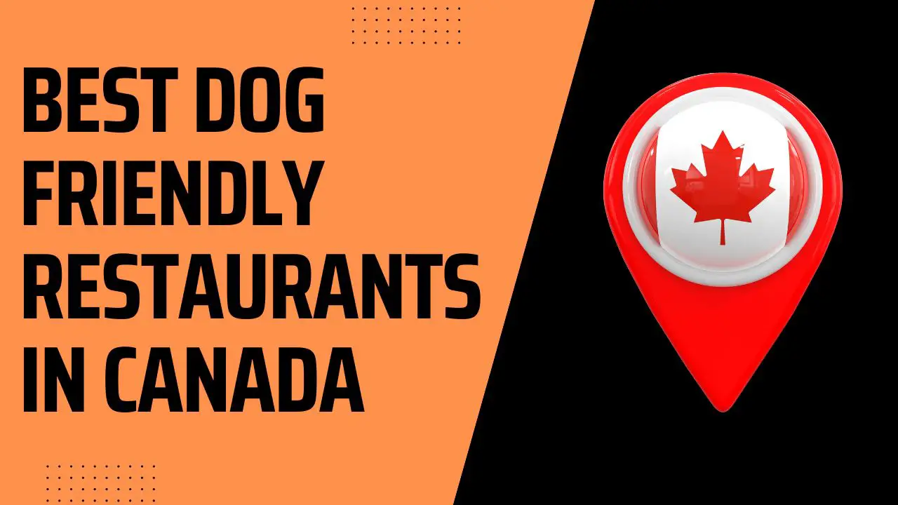 Best Dog Friendly Restaurants In Canada
